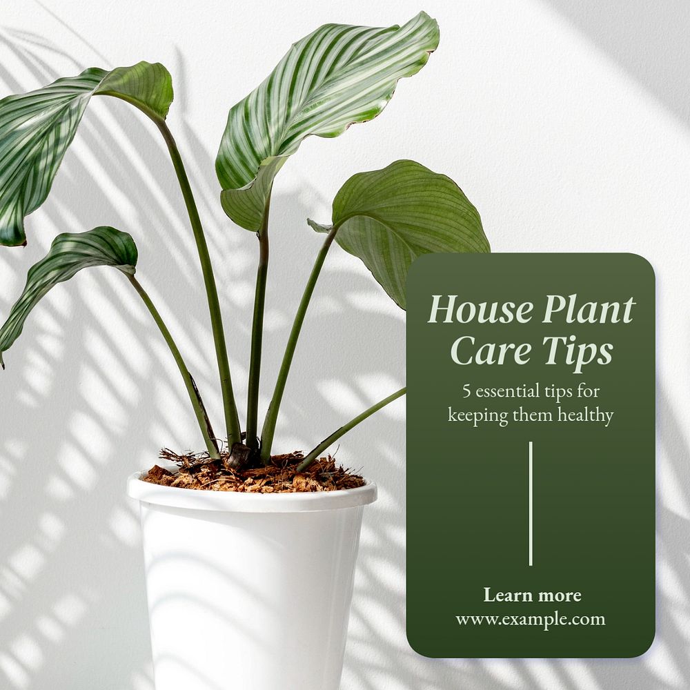 House plant care Instagram post template, editable text