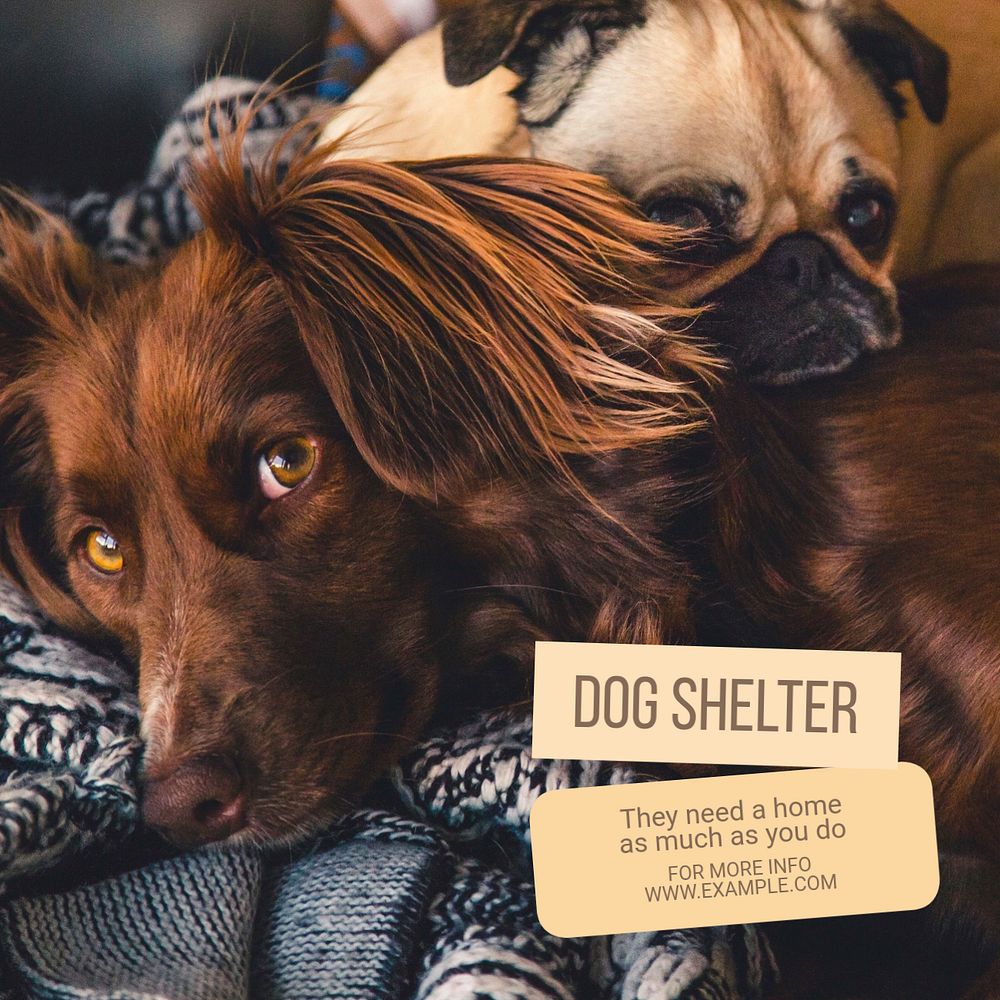 Dog shelter Insta แทรก/แก้ไข ลิงค์Keyboard shortcut Command+Lgram post template, editable text