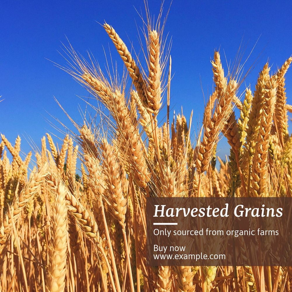 Organic grains Instagram post template, editable text