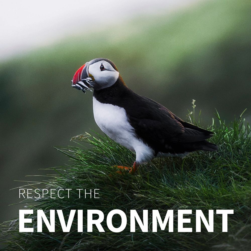 Respect the environment template, puffin in nature social media post