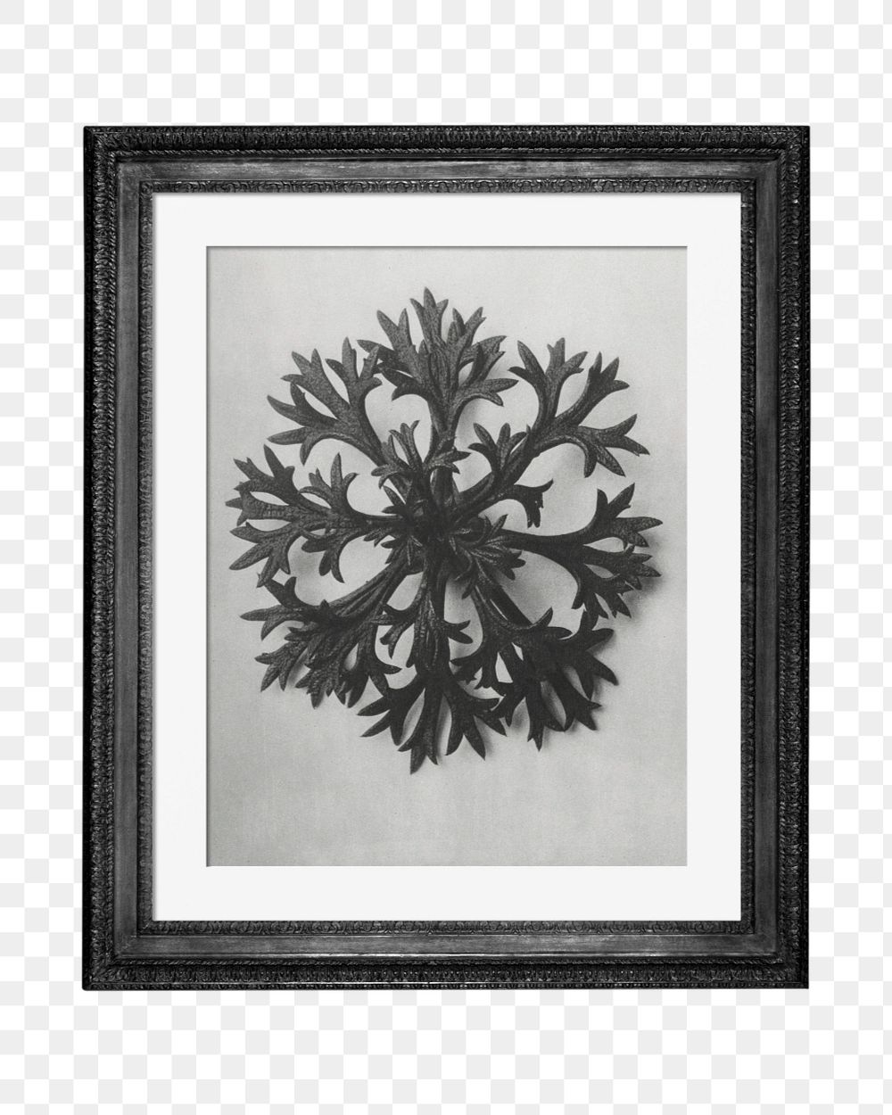 Antique picture frame mockup element, Karl Blossfeldt's Saxifrage remixed by rawpixel