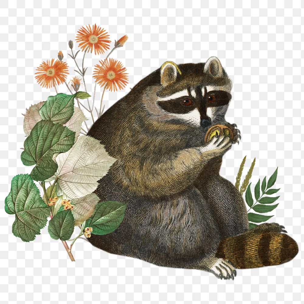 Raccoon sticker, wildlife botanical remix, editable design