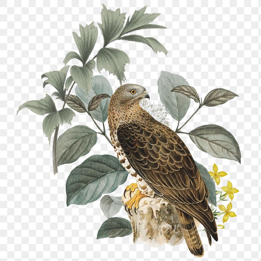 European honey buzzard bird, exotic botanical remix sticker, editable design