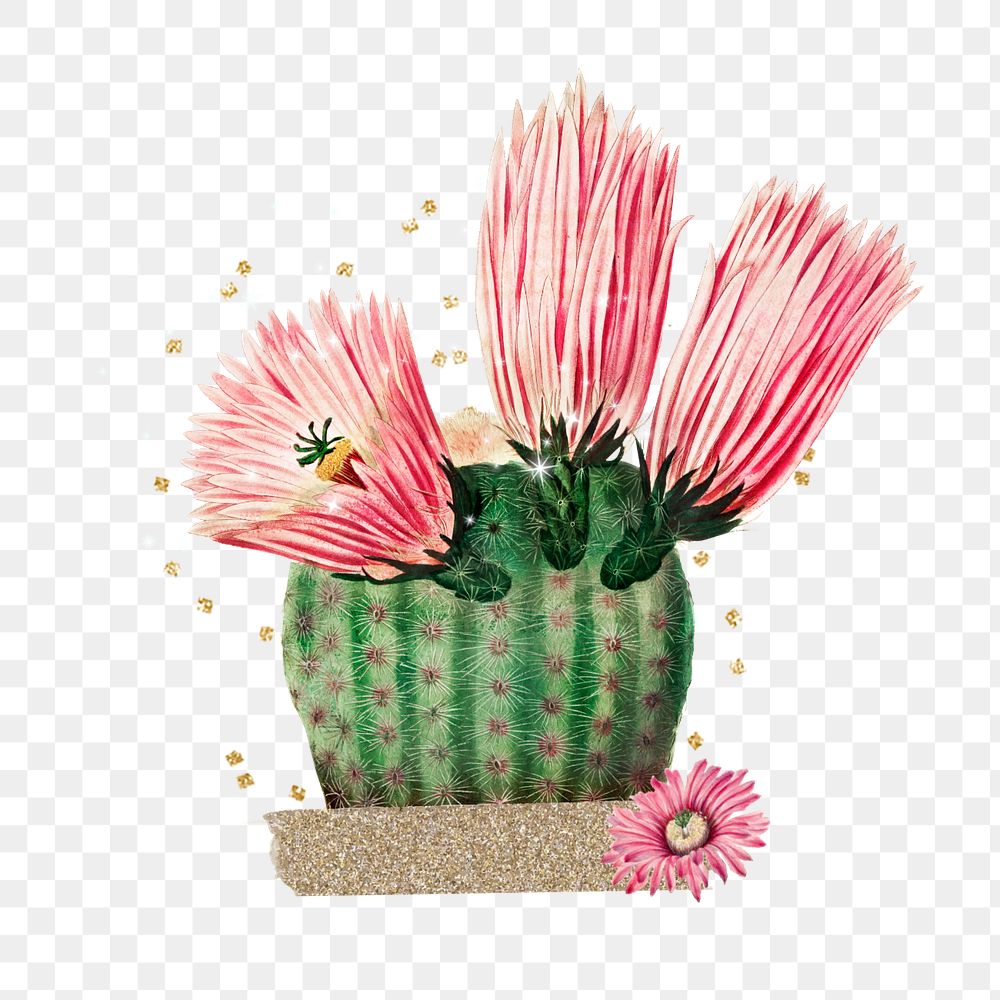 Cute cactus flower png, botanical illustration, editable design