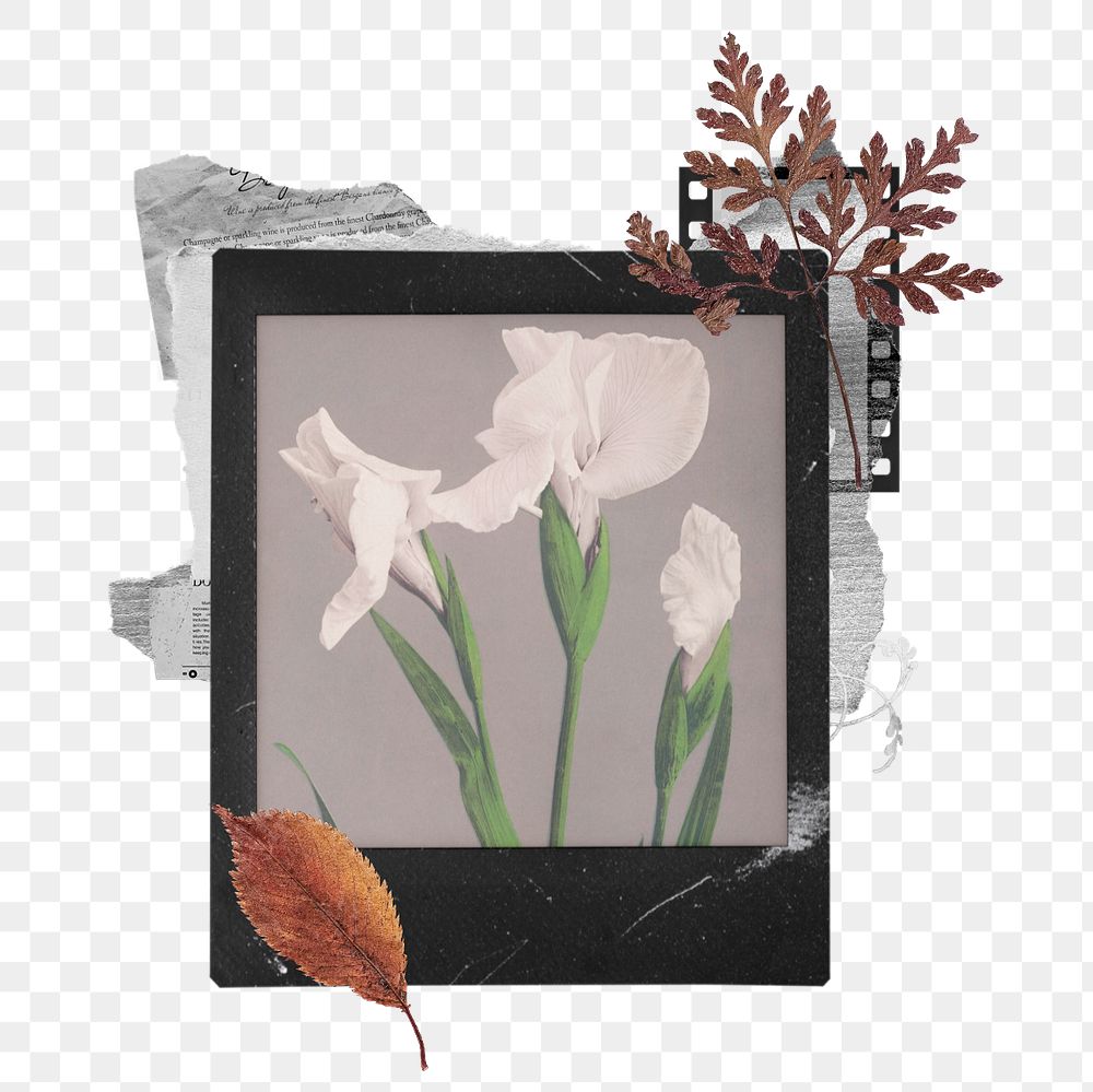 Instant film png mockup element,  White Irises  by Ogawa Kazumasa  transparent background. Remixed by rawpixel.