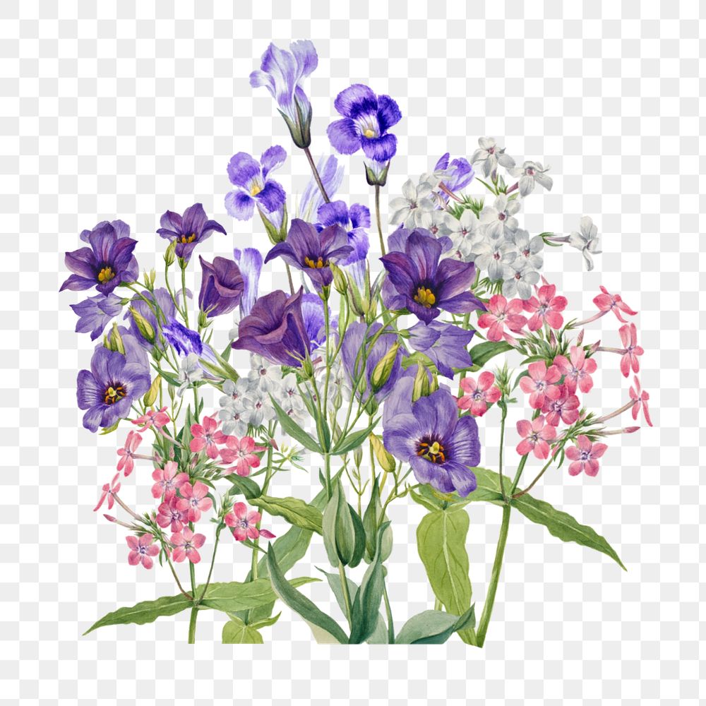 Purple Texas bluebell png flower, botanical illustration, editable design