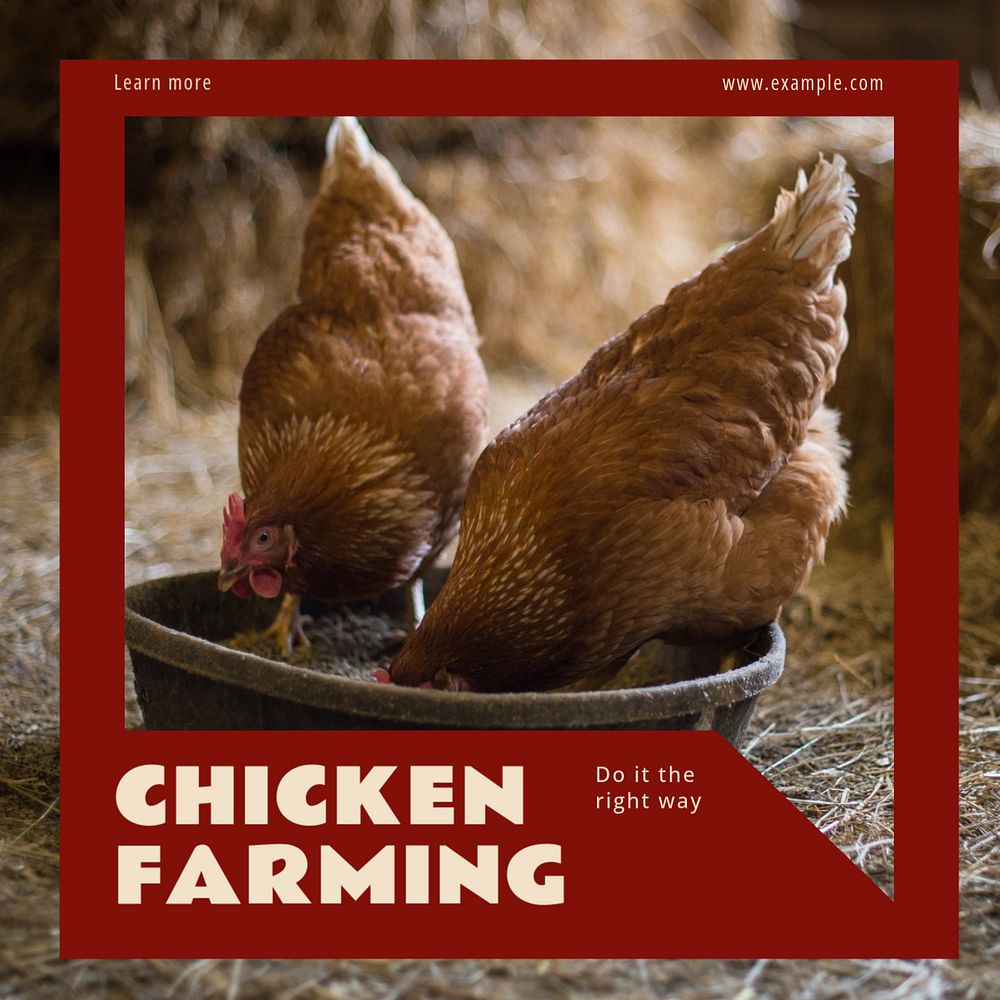 Chicken farming Instagram post template, editable design