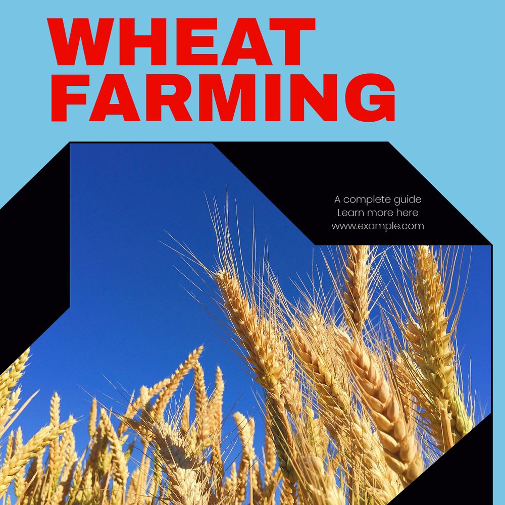 Wheat farming Instagram post template, editable design