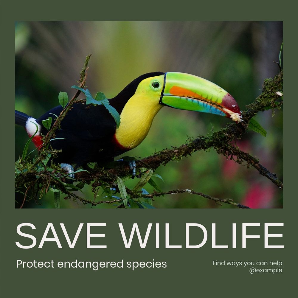 Save wildlife Instagram post template, editable text