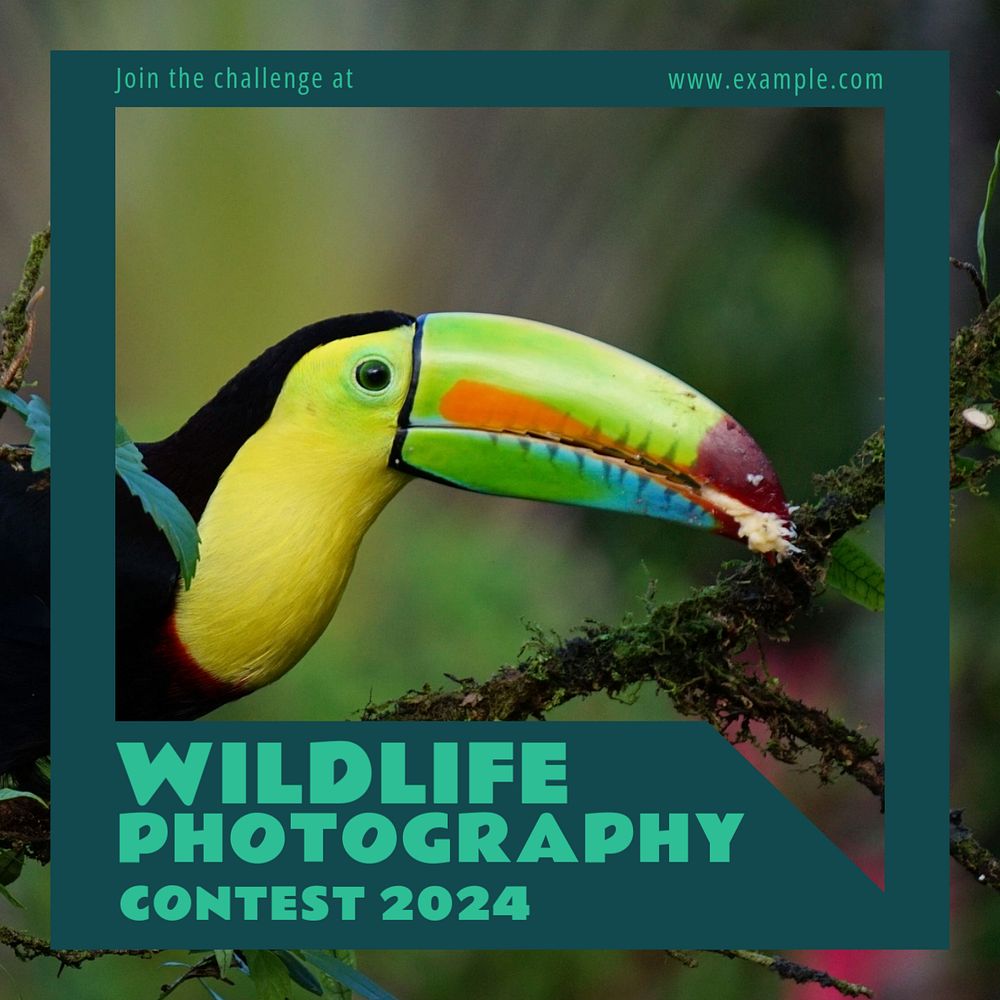 Wildlife photography contest Instagram post template, editable text