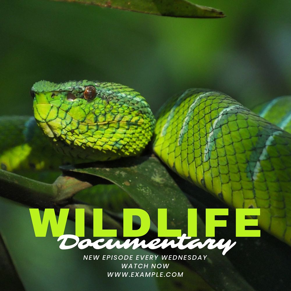 Wildlife documentary Facebook post template, editable design