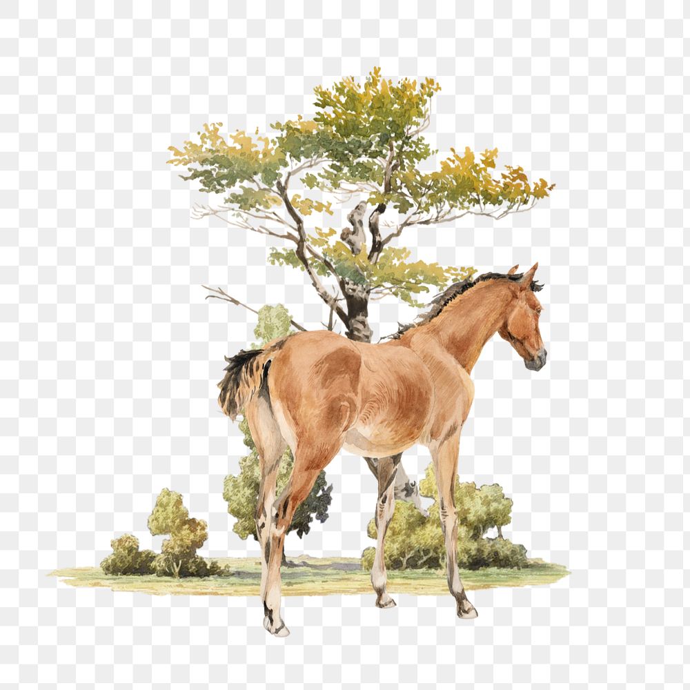 Watercolor horse foal png element, editable remix design