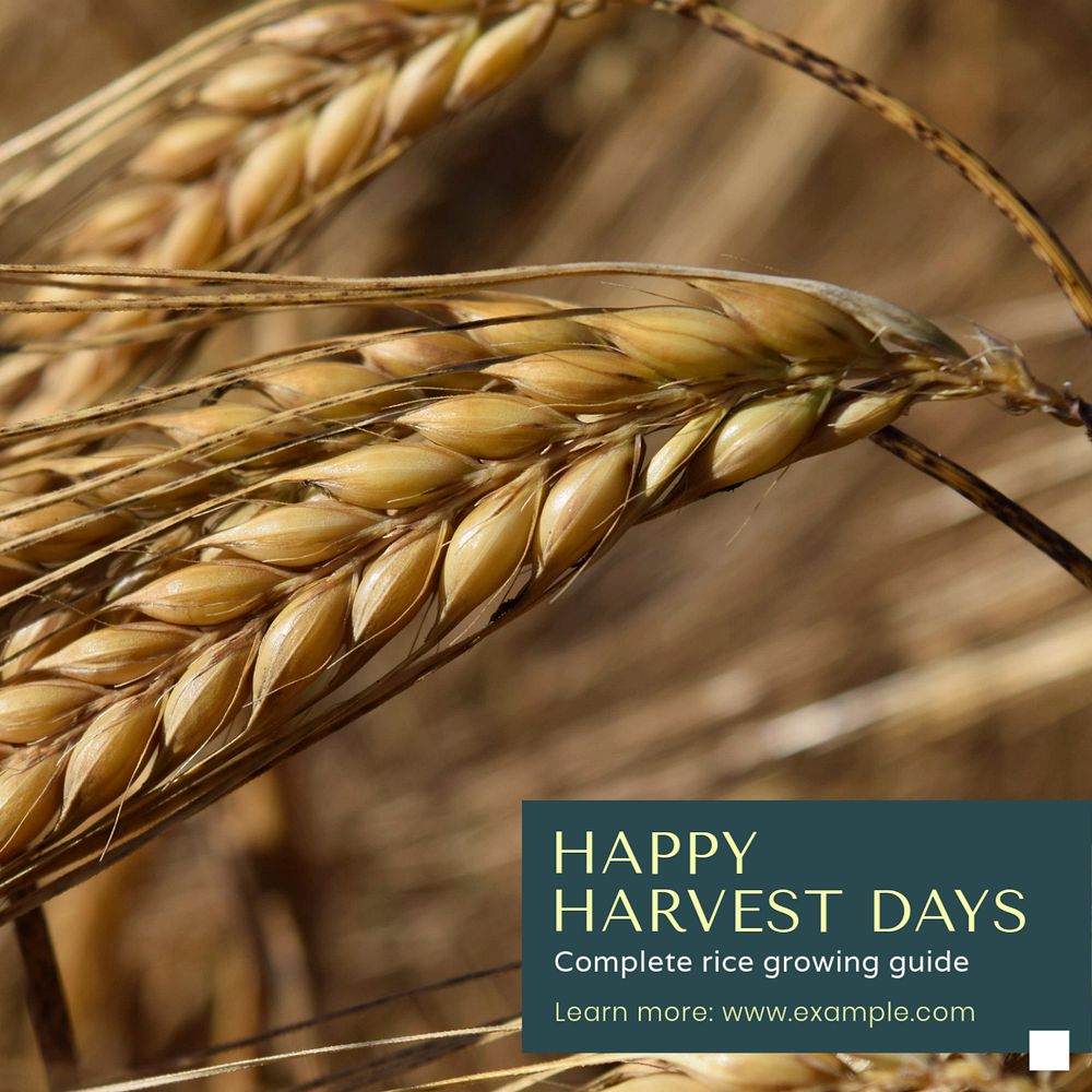 Happy harvest days post template, editable social media design