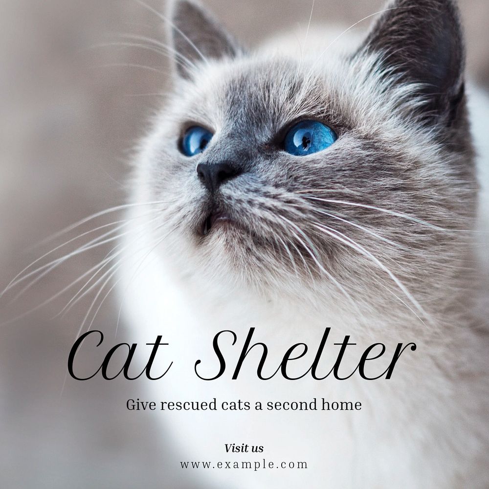 Cat shelter Instagram post template, editable text