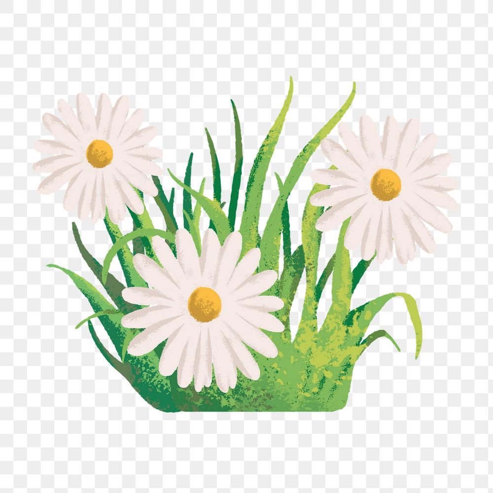 Editable daisy   png element, painting illustration