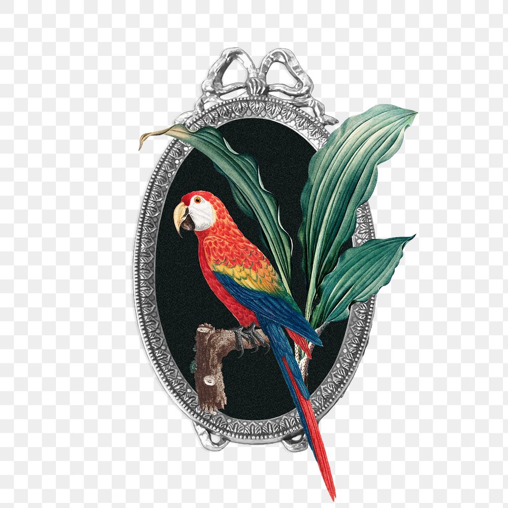 Vintage parrot & mirror png, animal illustration. Remixed by rawpixel.