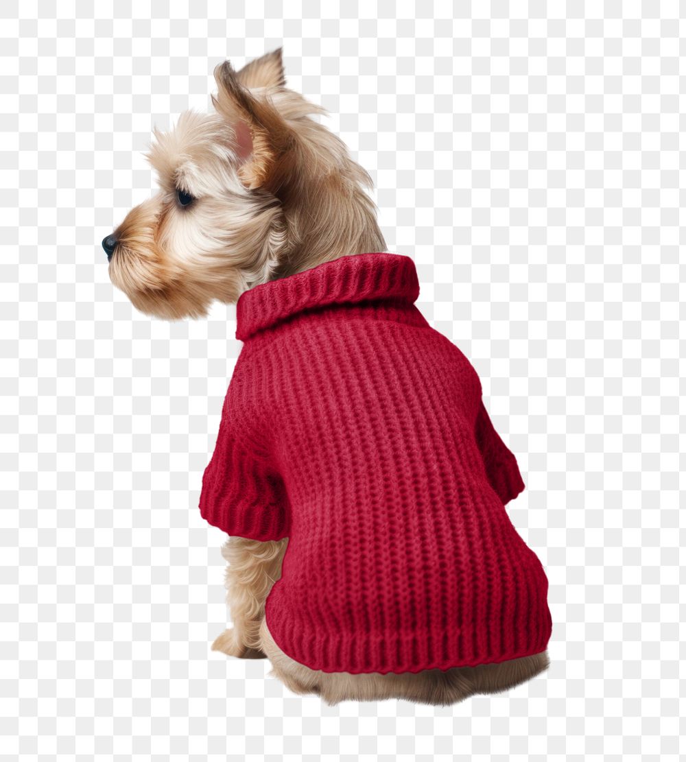 Dog's knitted sweater editable mockup element