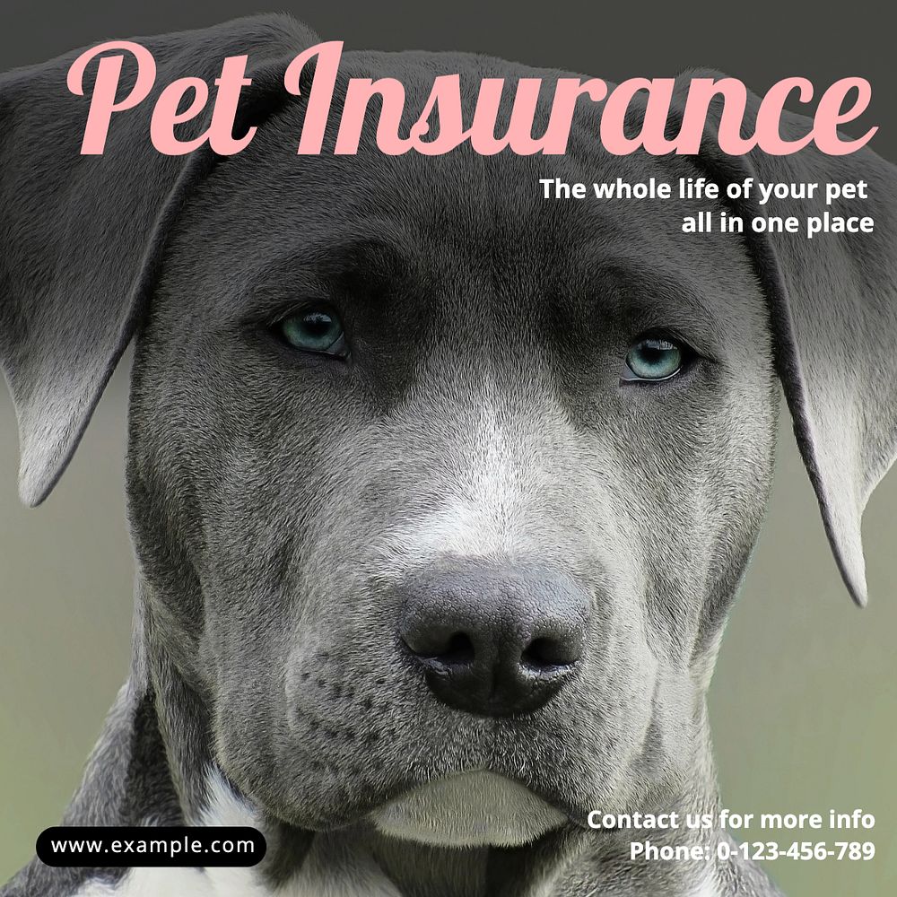 Pet insurance Instagram post template