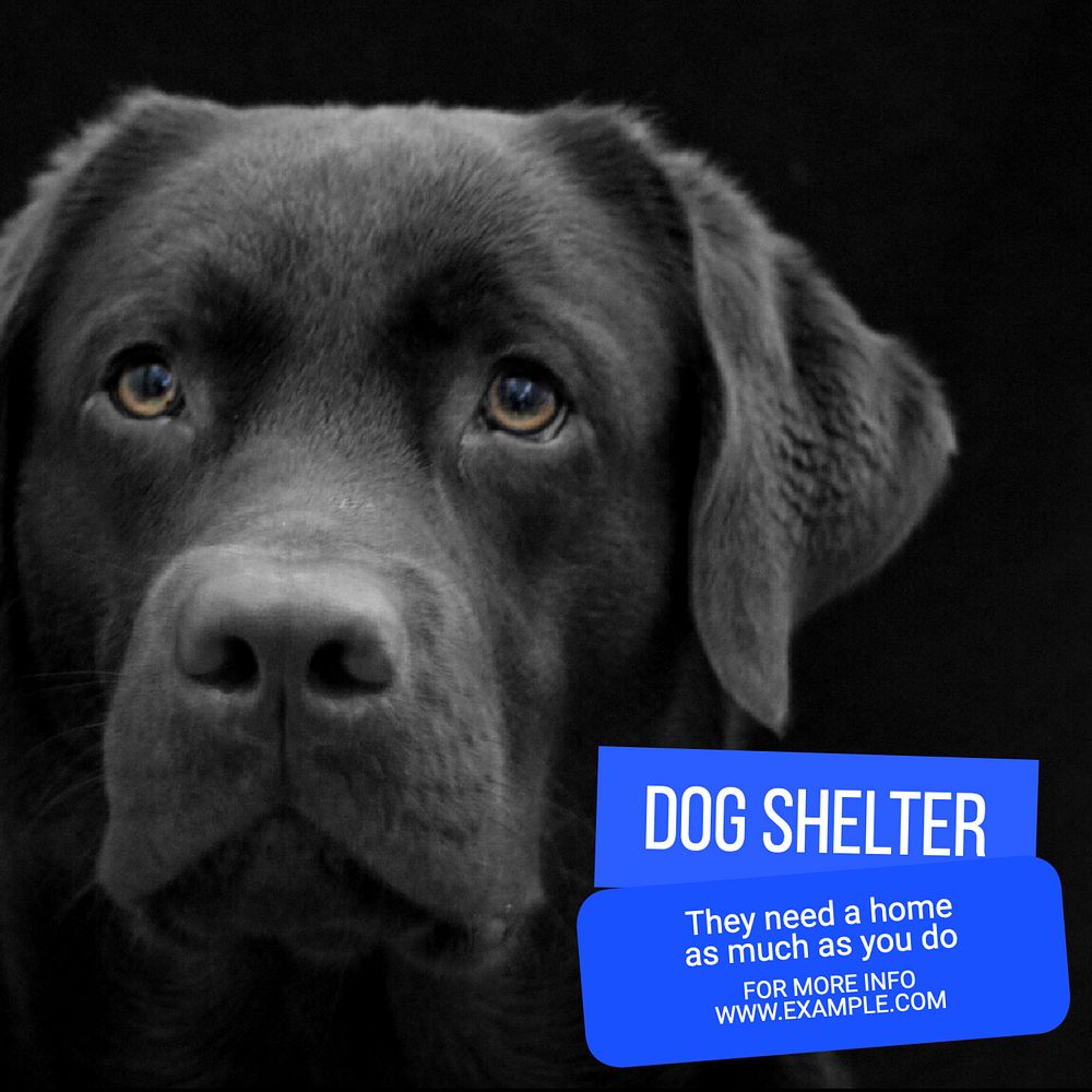 Dog shelter Instagram post template