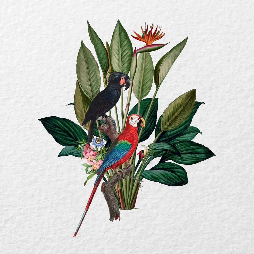 Vintage parrots, botanical illustration. Remixed by rawpixel.