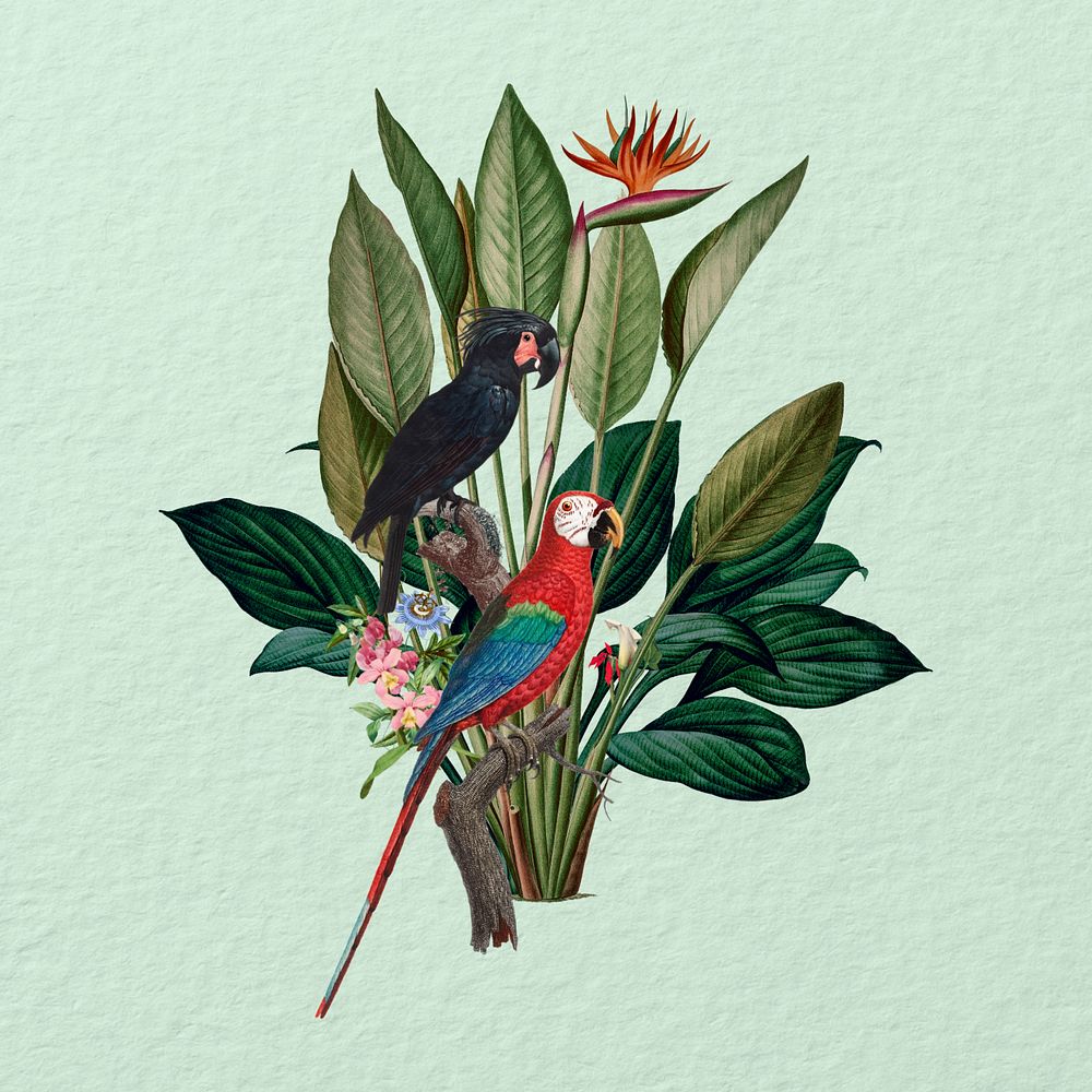 Vintage parrots, botanical illustration. Remixed by rawpixel.