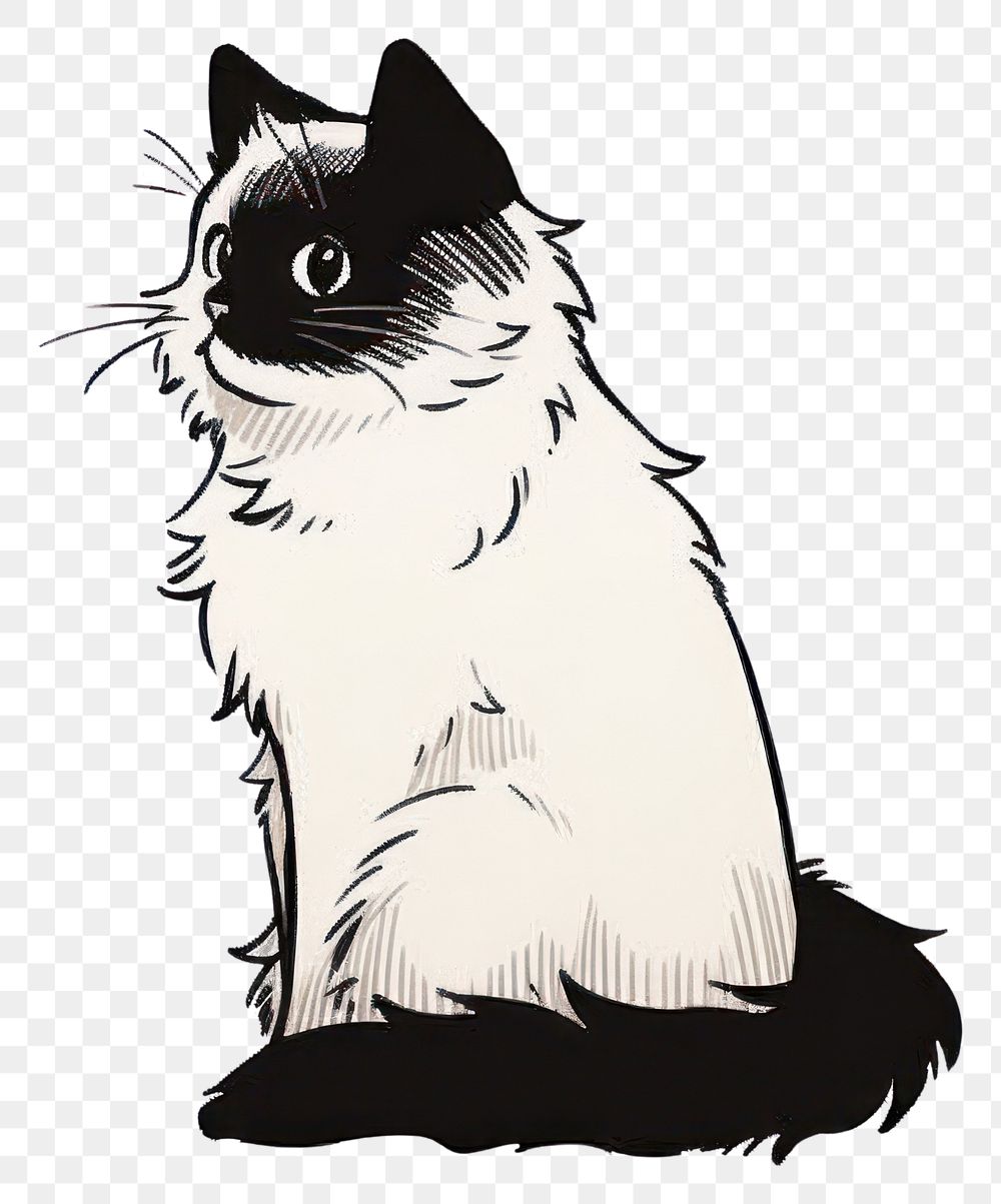 PNG Balinese Cat cat illustrated drawing.