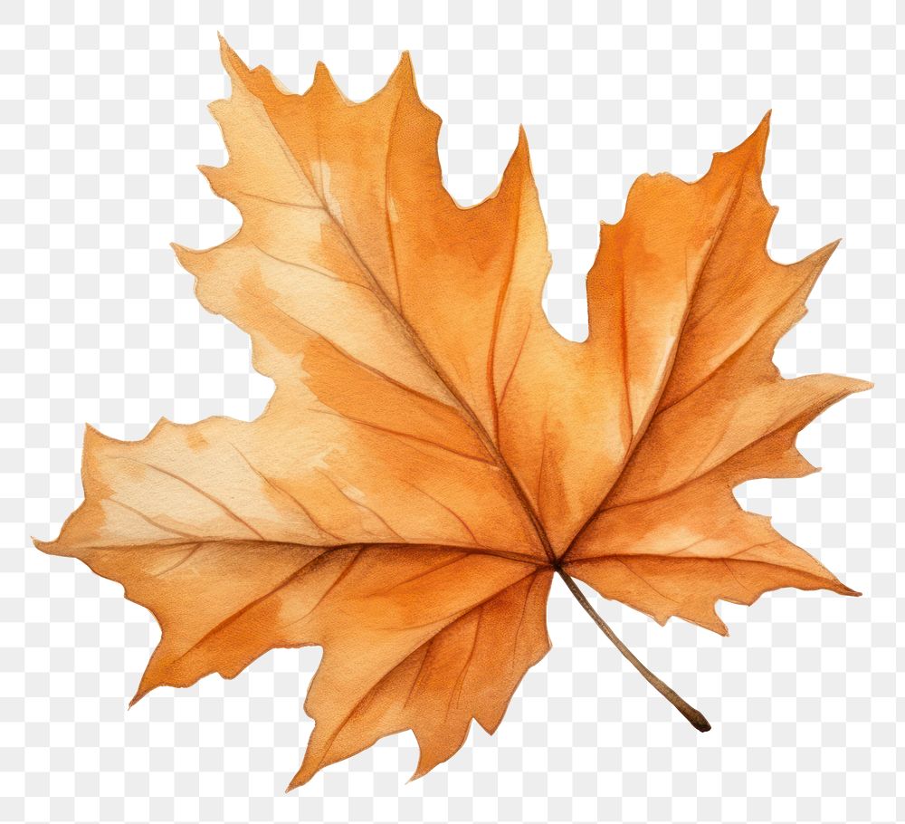 PNG Illustration of autumn leaf plant tree maple leaf.