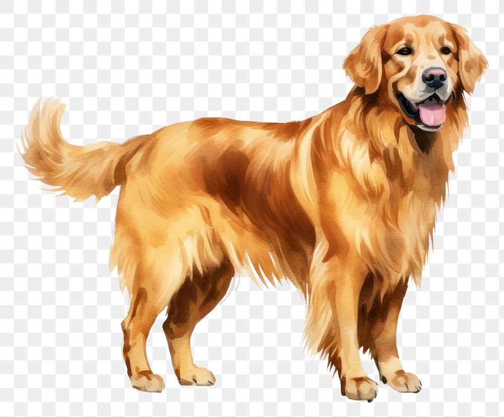 PNG Illustration of golden retriever dog animal canine mammal.