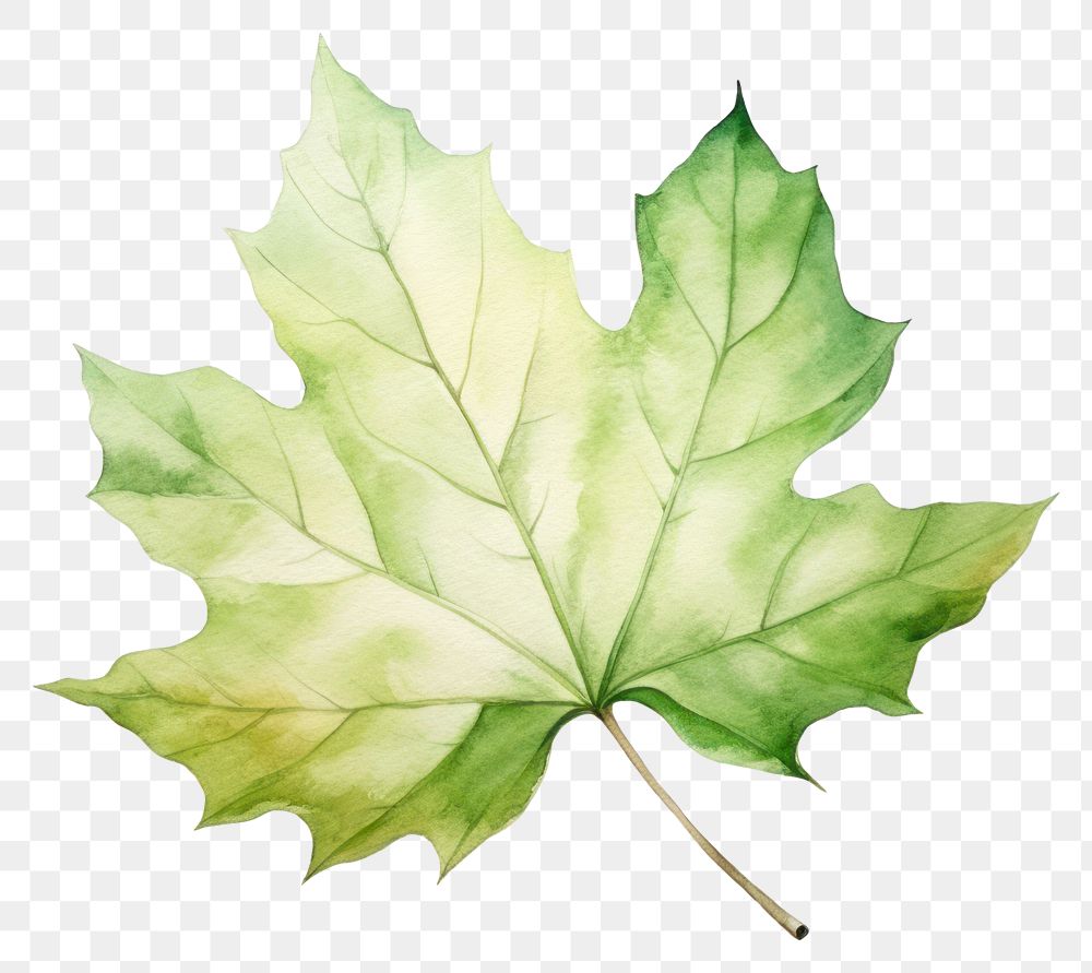 PNG Illustration of leaf plant maple tree.
