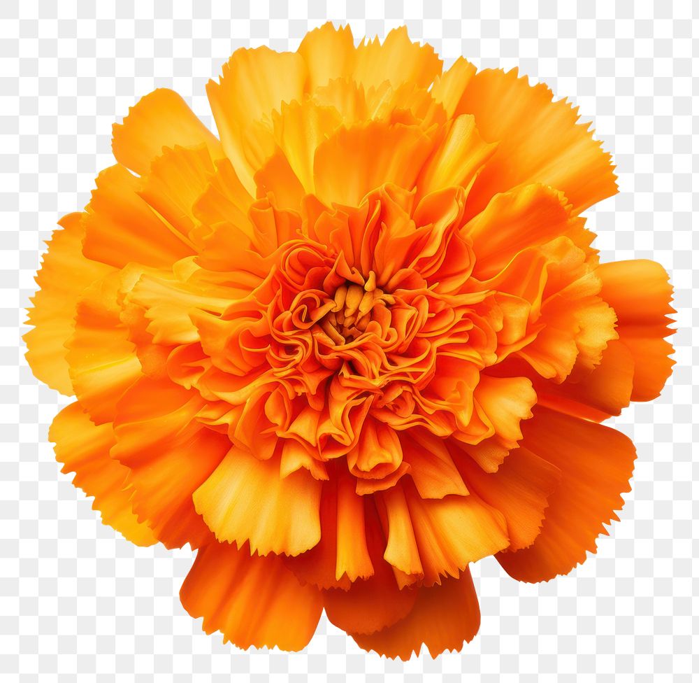 PNG Marigold asteraceae carnation blossom.
