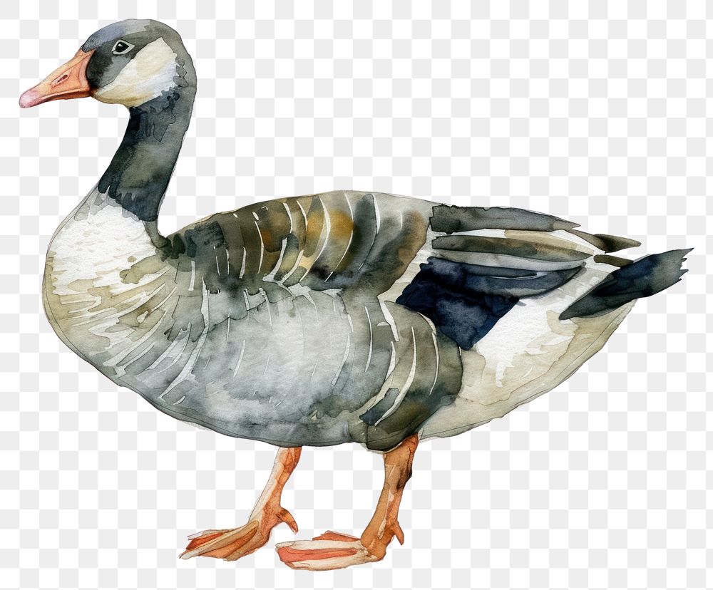 PNG Goose anseriformes waterfowl animal.