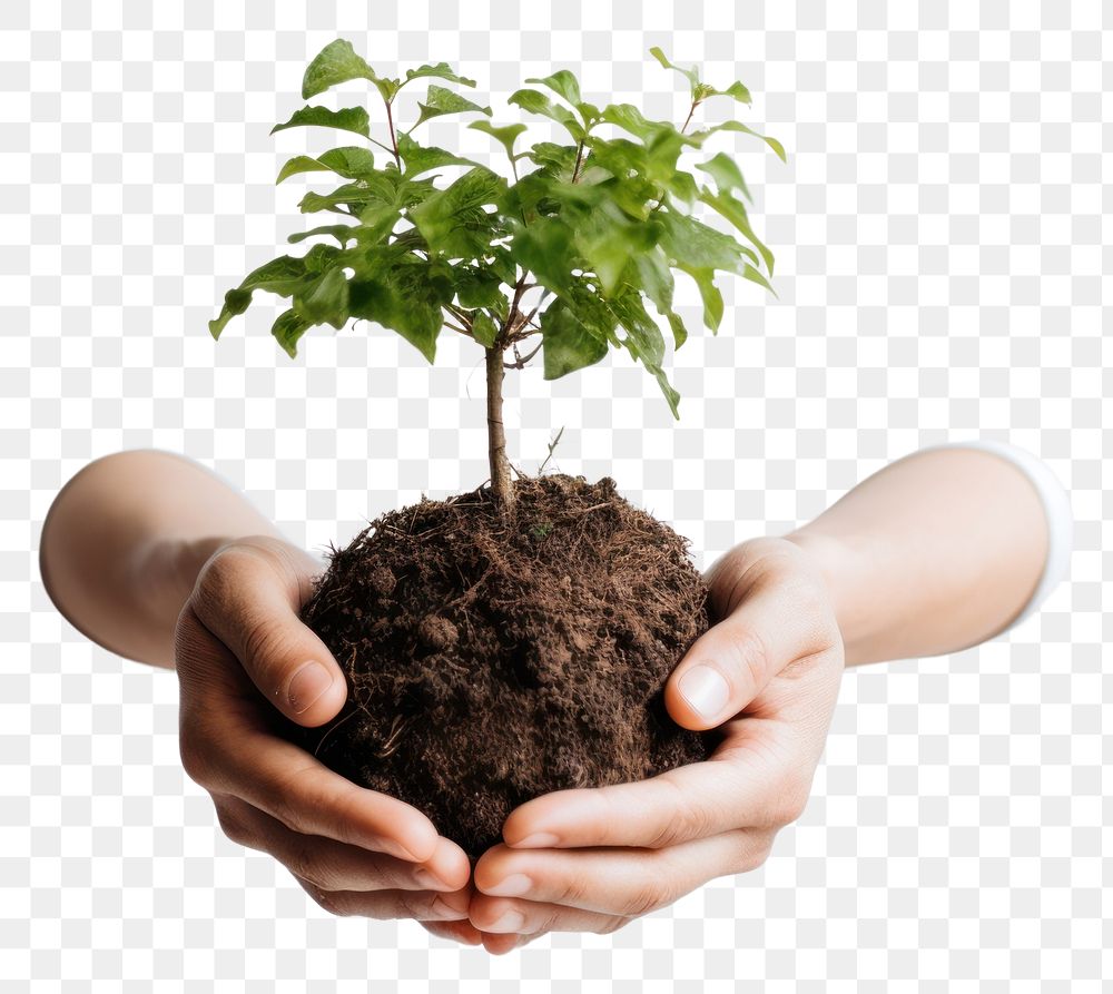 PNG Earth day planting outdoors person 