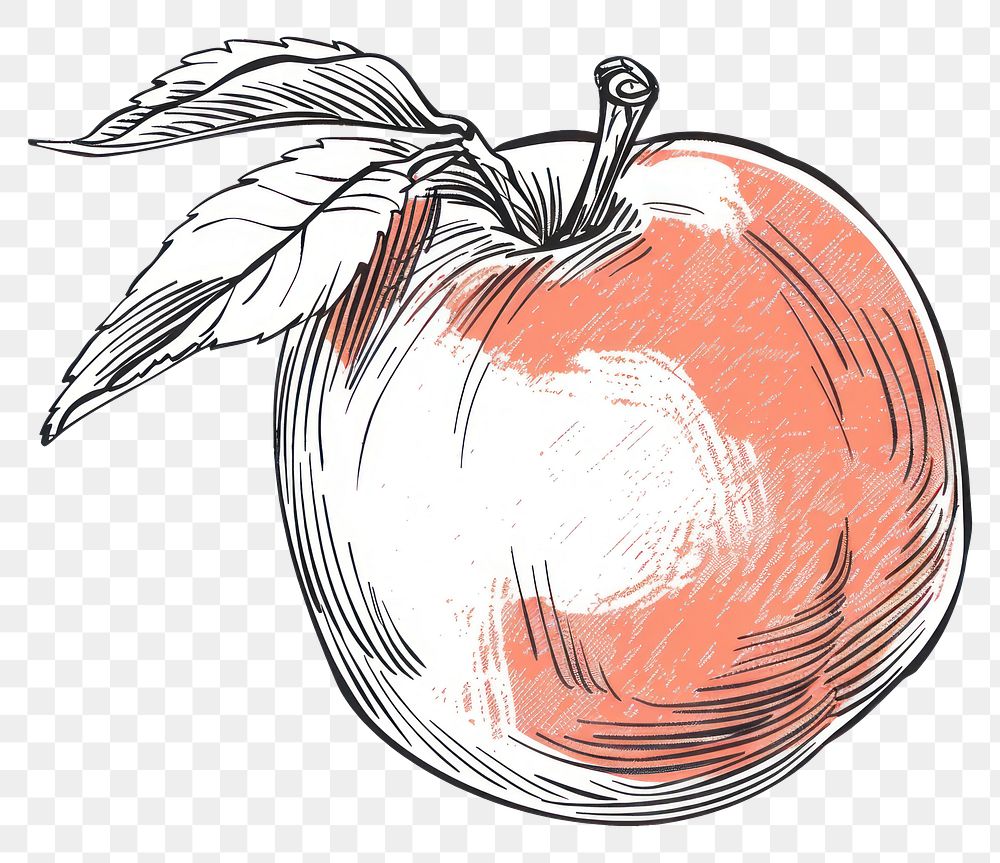 PNG Peach drawing illustrated produce.