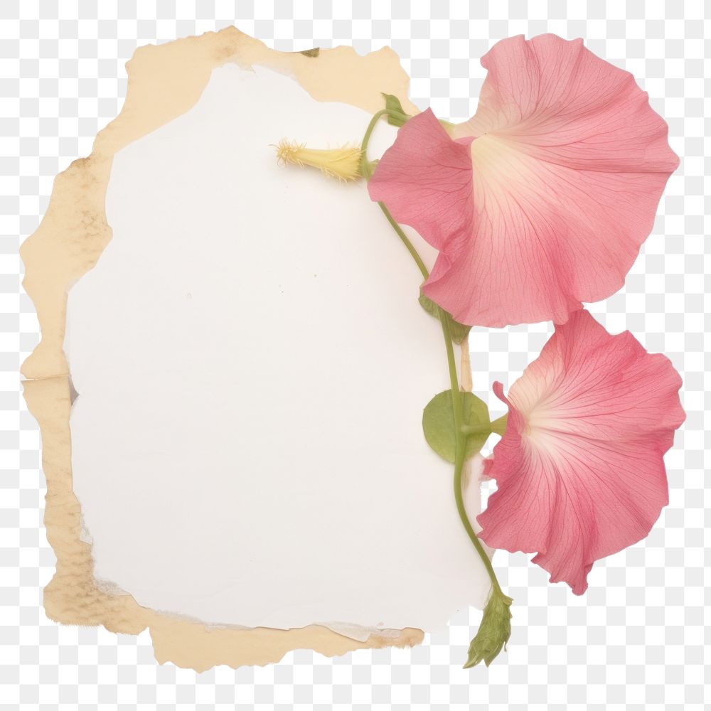 PNG Morning glory ripped paper hibiscus blossom flower.