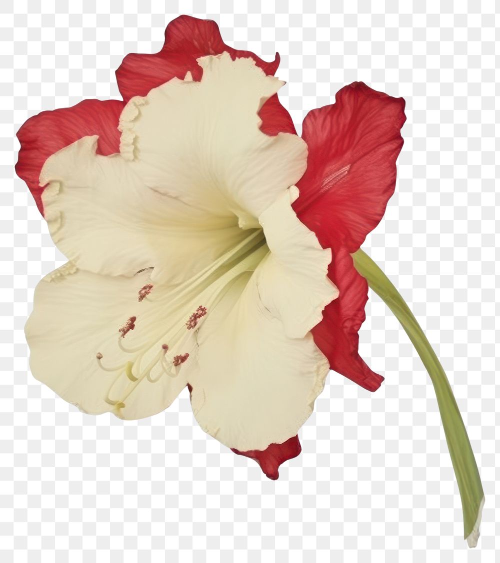 PNG Amaryllis ripped paper amaryllis gladiolus hibiscus.