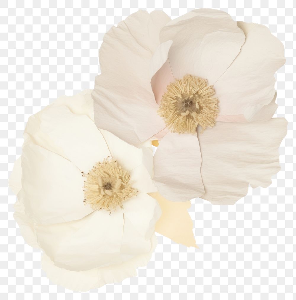 PNG Anemone ripped paper blossom flower anther.