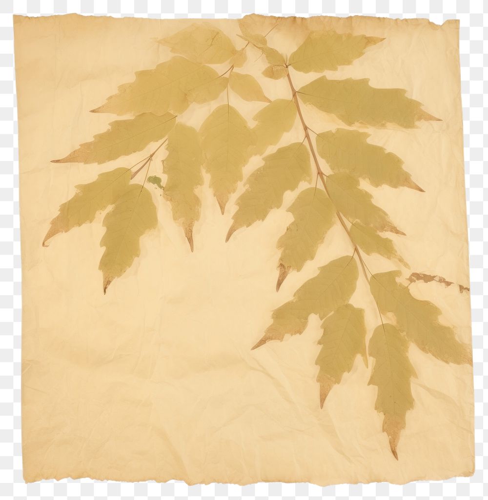 PNG Aralia ripped paper plant leaf home decor.