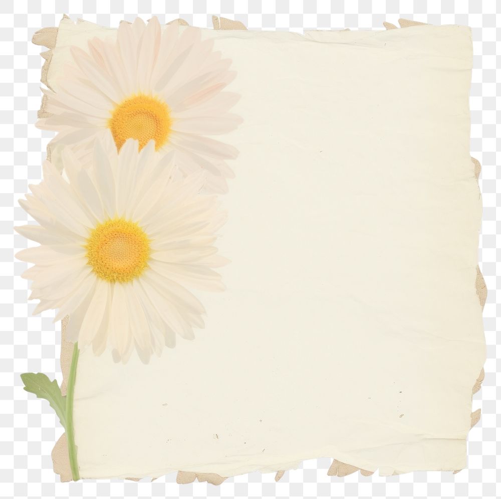 PNG Daisy ripped paper asteraceae blossom cushion.
