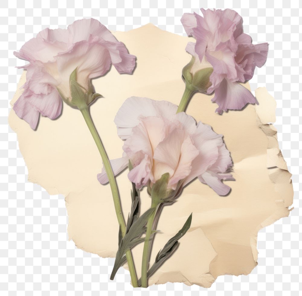 PNG Eustoma ripped paper carnation blossom flower.