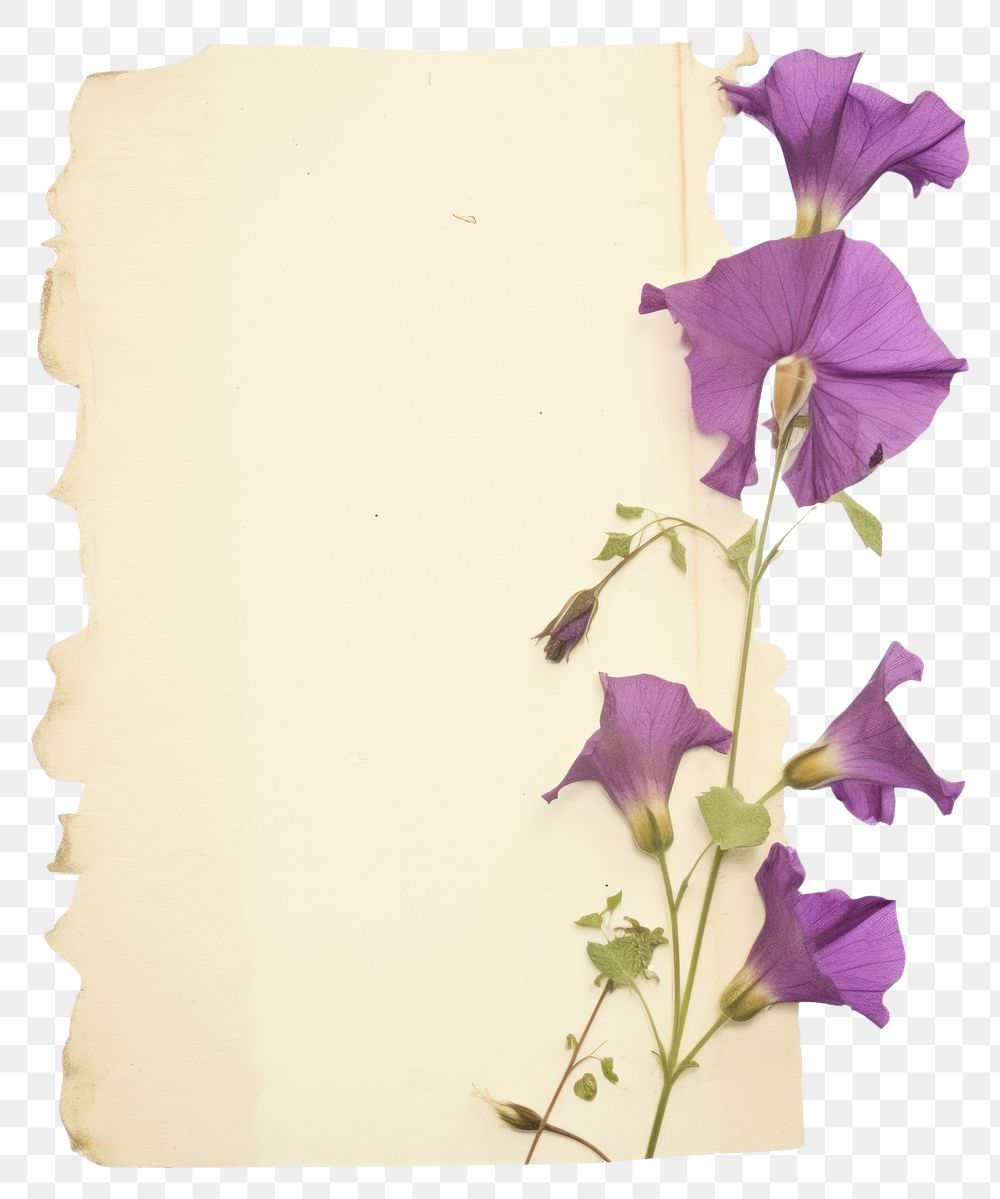 PNG Morning glory ripped paper purple text graphics.