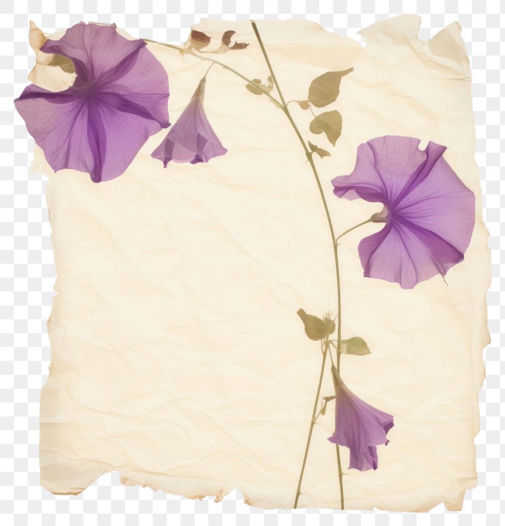 PNG Morning glory ripped paper purple hibiscus blossom.