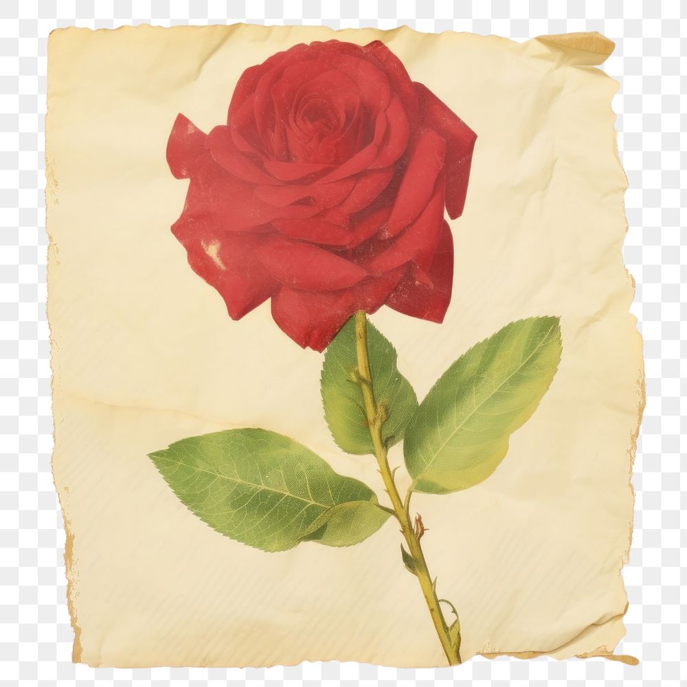 PNG Red rose ripped paper blossom flower plant.
