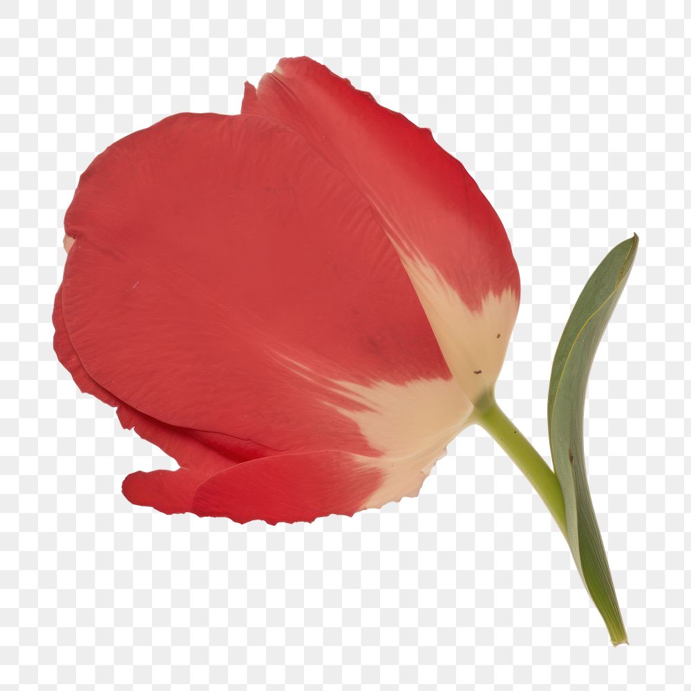 PNG Red tulip ripped paper outdoors blossom snowman.