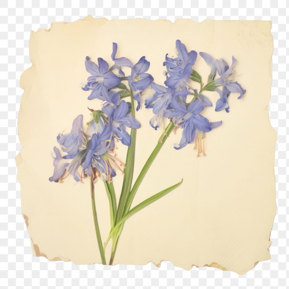 PNG Scilla Amaena ripped paper agapanthus blossom flower.