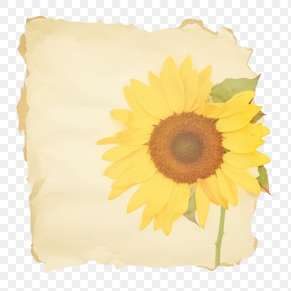 PNG Sunflower flower ripped paper asteraceae blossom plant.