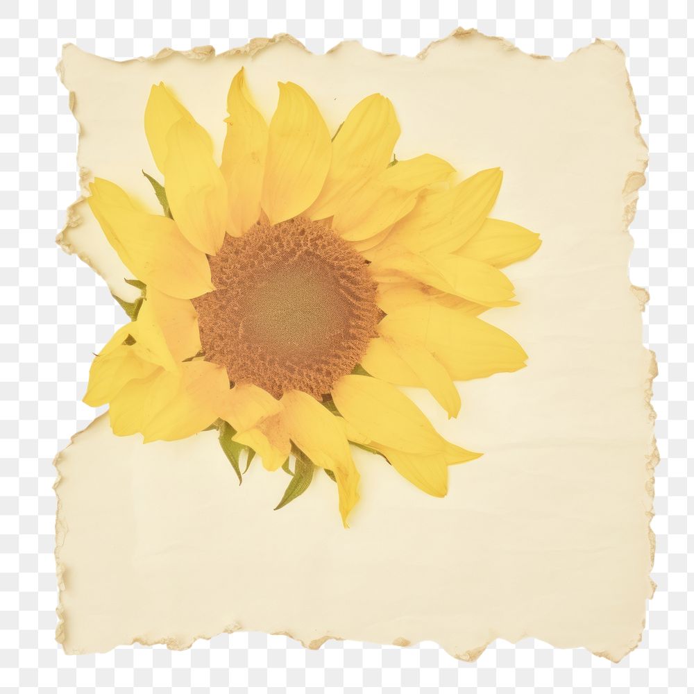 PNG Sunflower flower ripped paper asteraceae blossom plant.