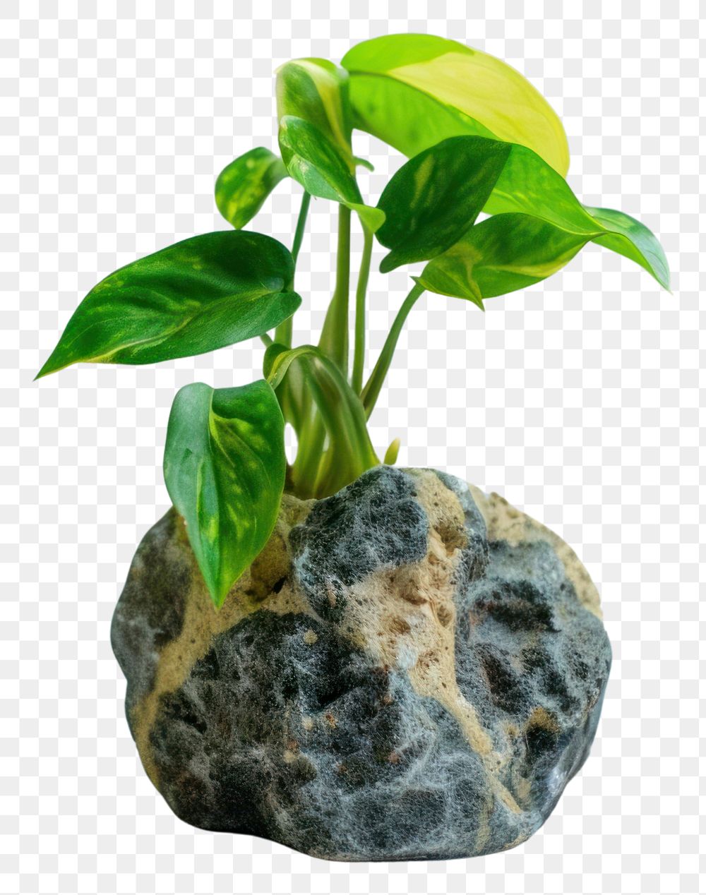PNG Plant leaf potted plant.
