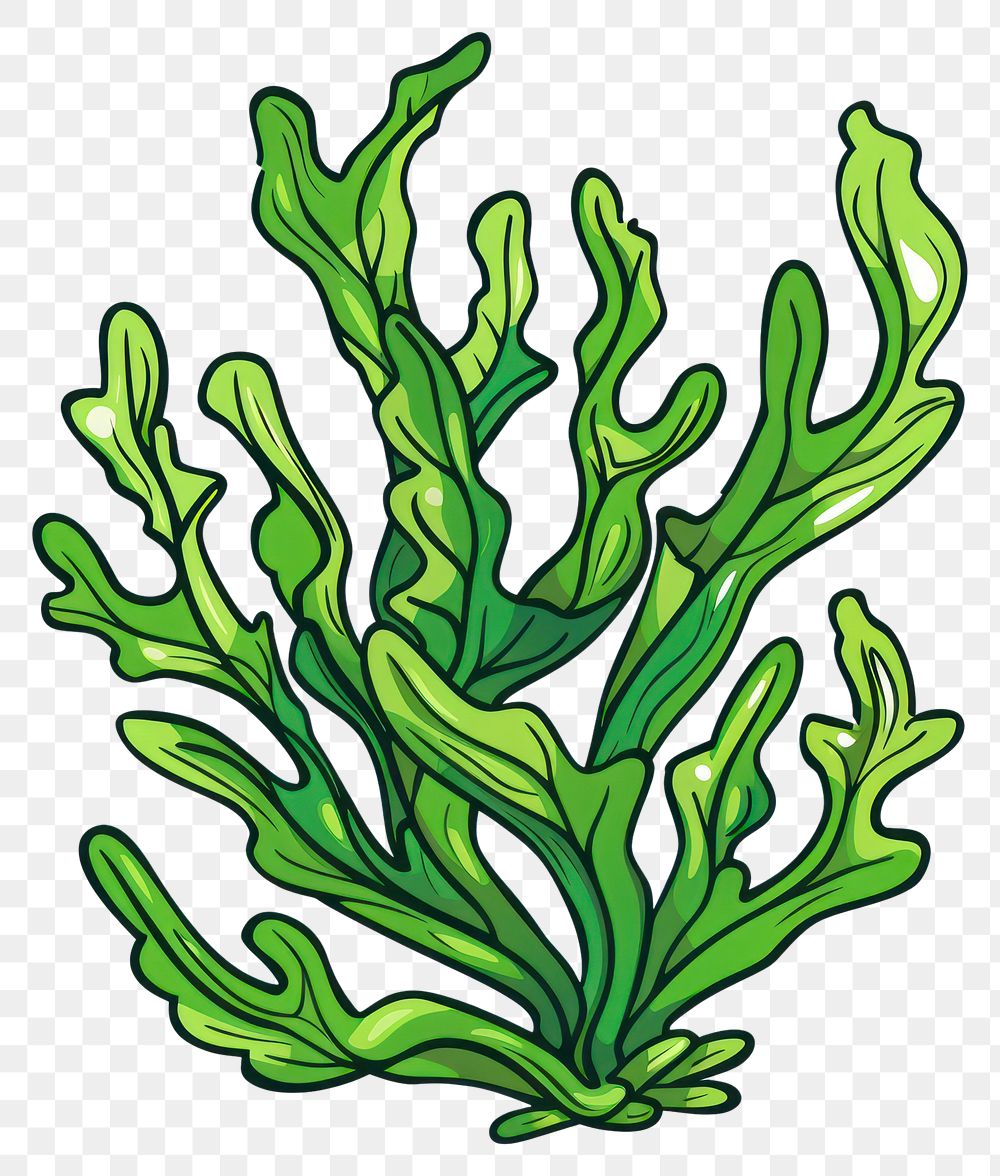 PNG Seaweed vegetable produce plant.