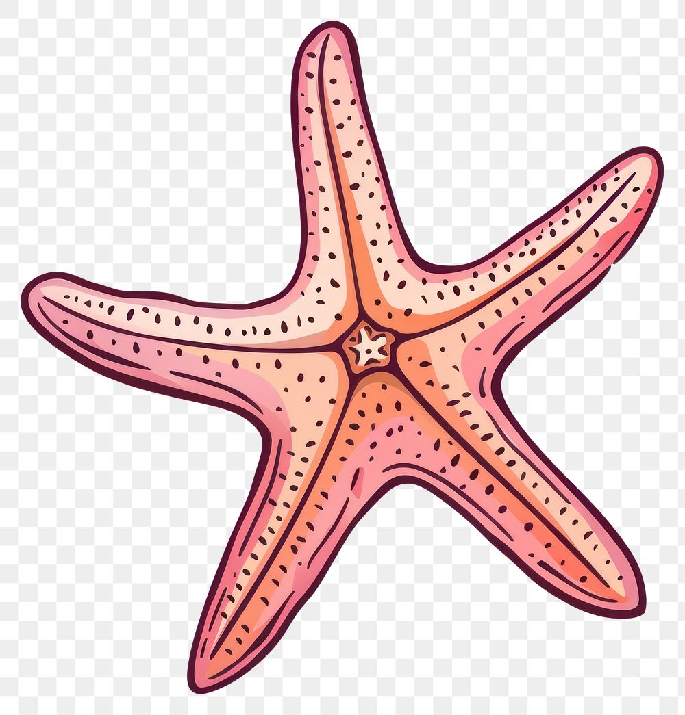 PNG Starfish invertebrate appliance animal.