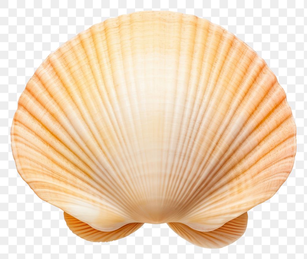 PNG Sea shell invertebrate seashell seafood.